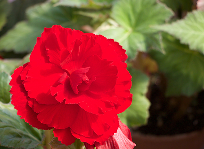 B. ‘Ivanhoe’